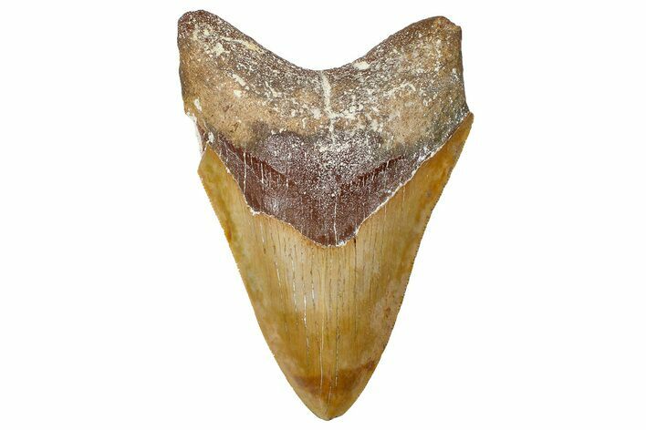 Serrated, Fossil Megalodon Tooth From Morocco - Rare Location #365169